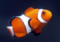 payaso percula de criadero