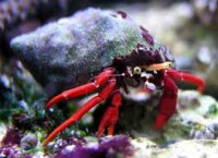 cangrejo patas rojas